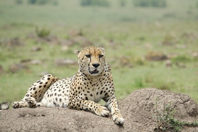 Maasai Mara, Kenya